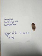 Amphimallon solstitiale