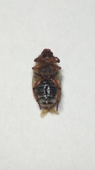 Amphimallon solstitiale