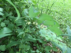 Polygonatum biflorum commutatum