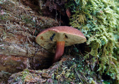 Boletellus chrysenteroides