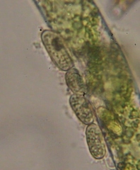Cocconeis pediculus