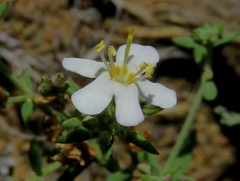 Chaenostoma halimifolium