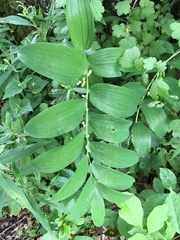 Polygonatum biflorum commutatum