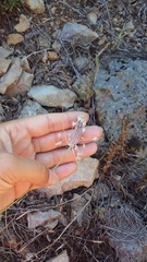 Allium flavum tauricum