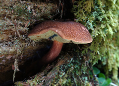 Boletellus chrysenteroides