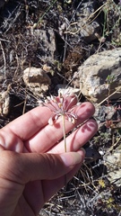 Allium flavum tauricum