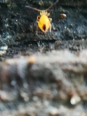 Sminthurinus aureus