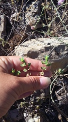 Euphorbia taurinensis