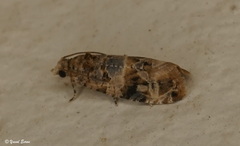 Lobesia botrana