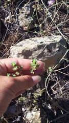 Euphorbia taurinensis