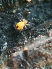 Sminthurinus aureus