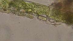 Cocconeis pediculus