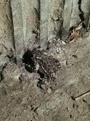 Bufotes viridis viridis