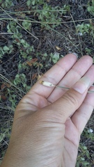 Dianthus marschallii