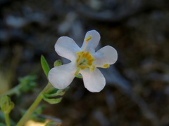 Chaenostoma halimifolium