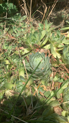Sempervivum tectorum