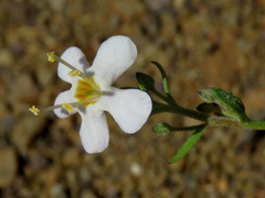 Chaenostoma halimifolium