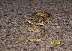 Bothrops diporus