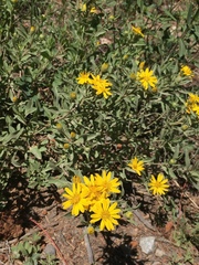 Heterotheca hartmanii