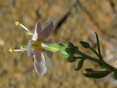 Chaenostoma halimifolium