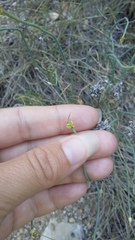 Allium marschalianum