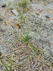 Carex arenaria