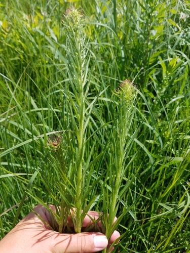 Liatris pycnostachya var. pycnostachya