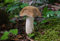Boletus atkinsonii