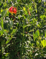 Lilium superbum