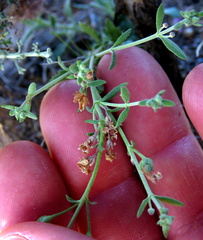 Chaenostoma halimifolium