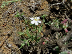 Chaenostoma halimifolium