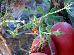 Chaenostoma halimifolium