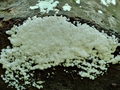 Ceratiomyxa fruticulosa fruticulosa