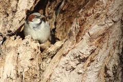 Passer domesticus
