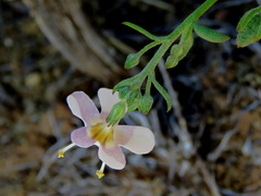Chaenostoma halimifolium