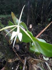 Epidendrum macroophorum