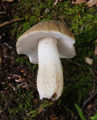 Boletus atkinsonii