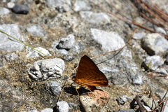 Emesis saturata