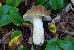 Boletus atkinsonii