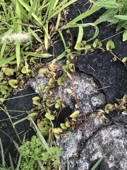 Aristolochia brevipes