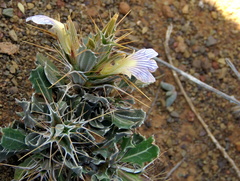 Blepharis mitrata
