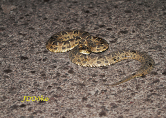 Bothrops diporus