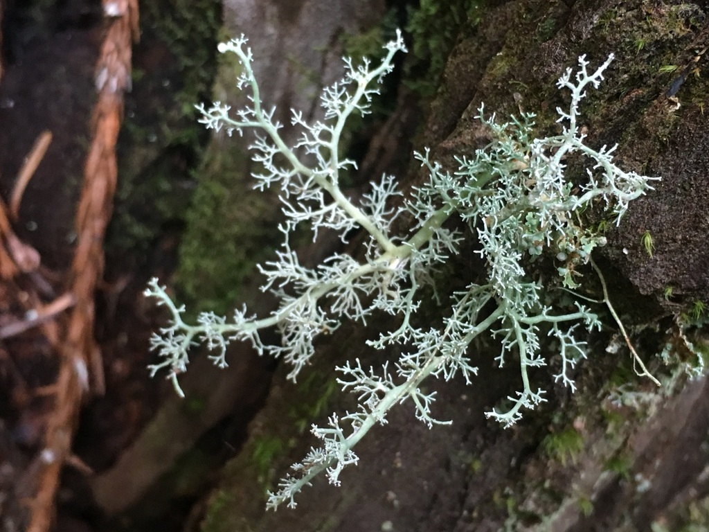 Coral Lichens (Macrolichens Genera Of The Pacific Northwest ) · INaturalist