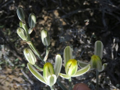 Albuca longipes