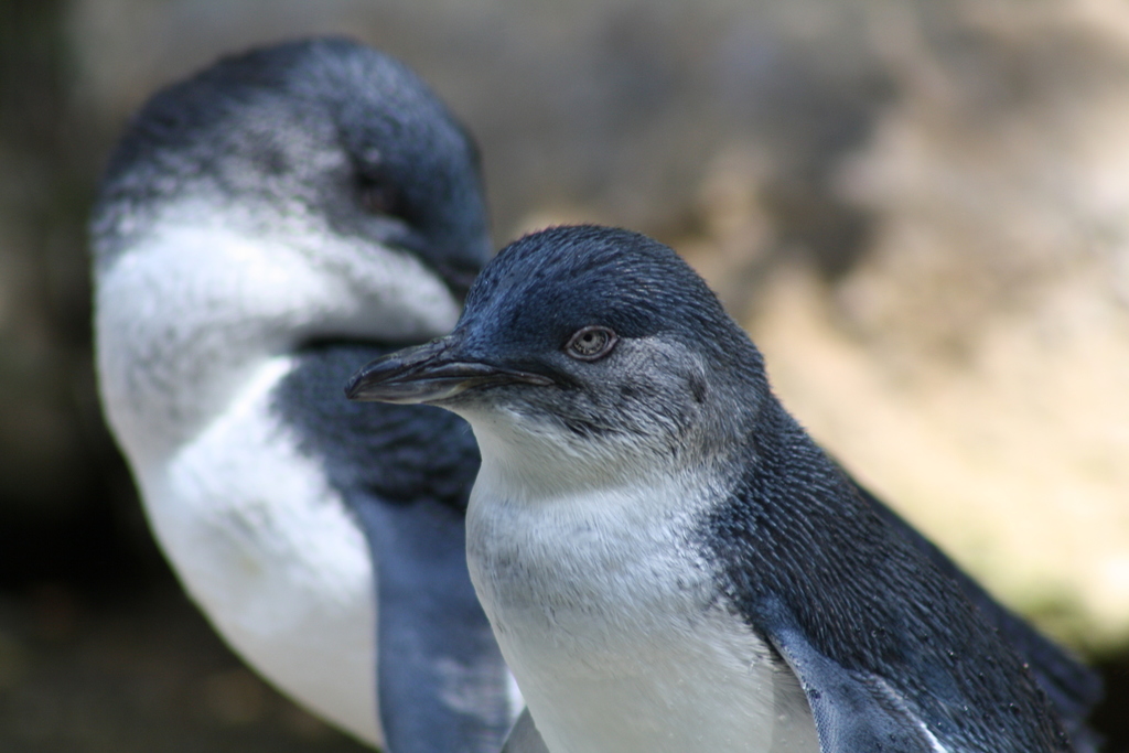 Little Penguins