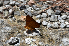Emesis saturata