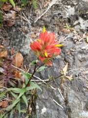 Castilleja miniata dixonii