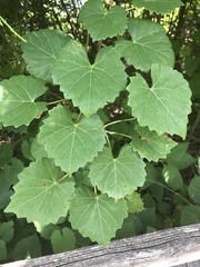 Vitis rotundifolia rotundifolia