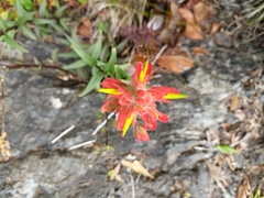 Castilleja miniata dixonii