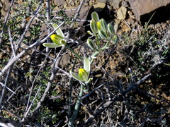 Albuca longipes